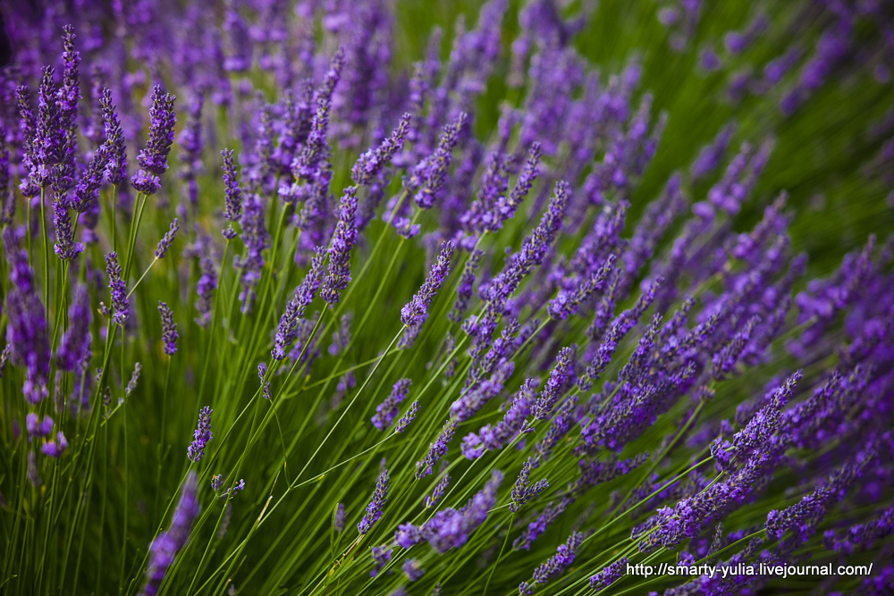  photo Lavender-9.jpg